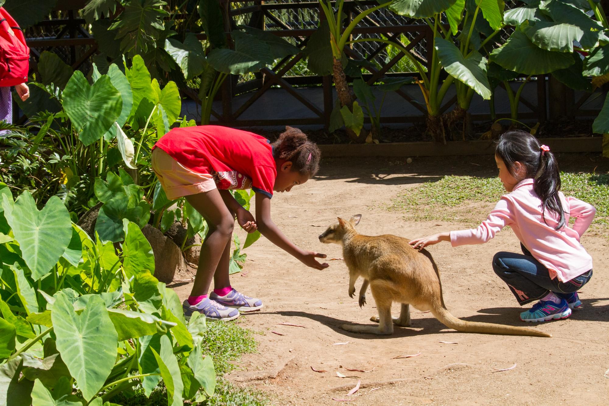 07_20150813   AUS 503   Kuranda